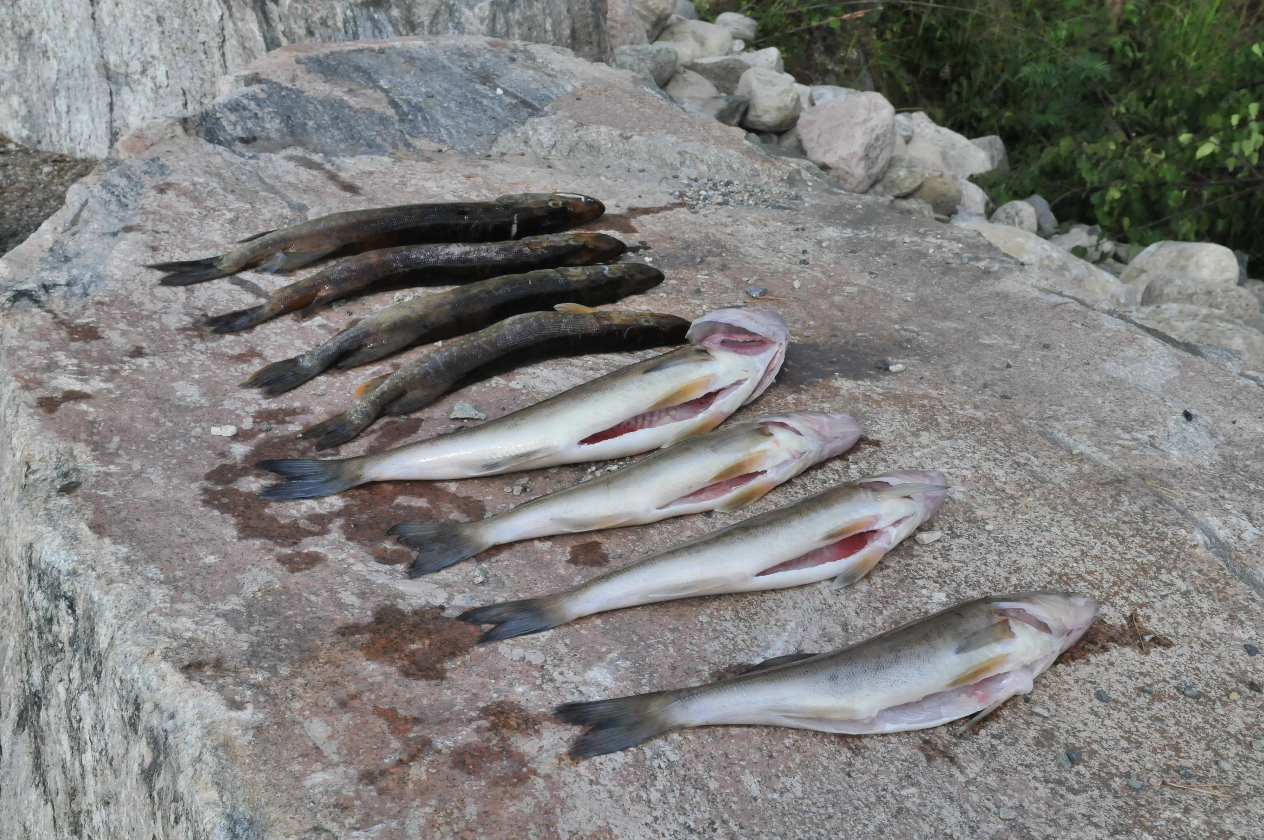 Fishing in Tahko, Finland: Lake Syväri, trout and ice fishing
